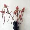 Artificial Flower Paphiopedilum Realistic Silk Plastic Petals Flexible Stems Long-Lasting No Watering Fake Orchid Home Decor