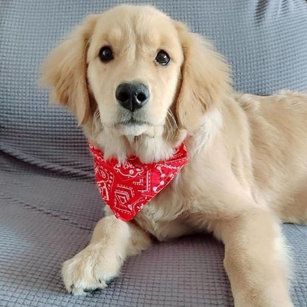 Pet Collar Bandana Adjustable Breathable Skin Friendly Triangular Print Dog Collar with Scarf for Cat Rabbit Red L