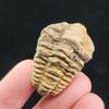 Natural High Quality Trilobite Fossil Healing Crystal Quartz Craft Feng Shui Home Decoration Gift