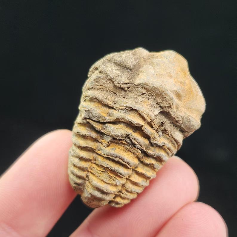 Natural High Quality Trilobite Fossil Healing Crystal Quartz Craft Feng Shui Home Decoration Gift