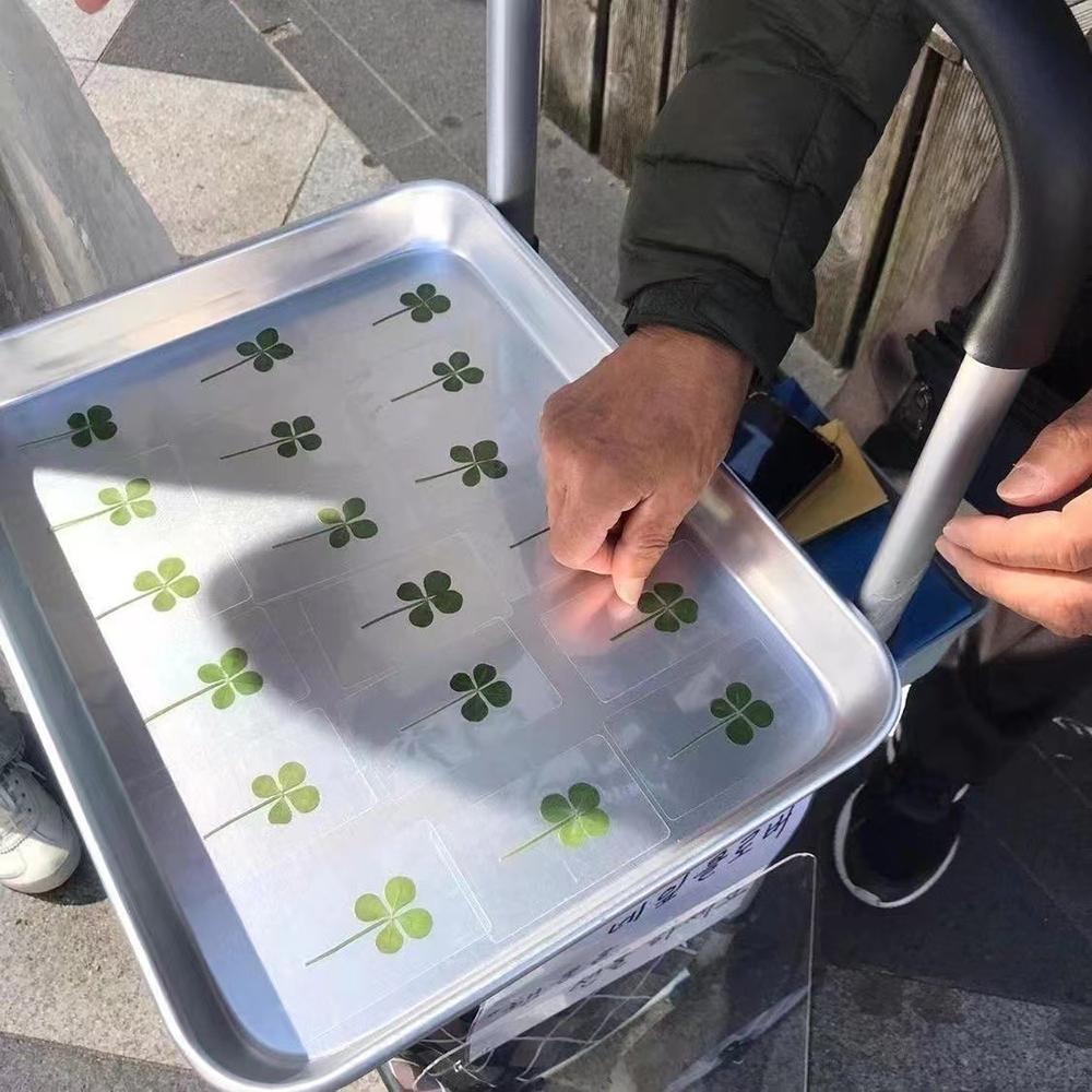 5PCS Lucky Four-Leaf Clover Natural Original Grass Transparent Card Bookmark Wishing Simple Style Transparent Card