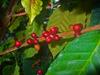 SAFLAX Dwarf Coffee - 8 Seeds - Coffea Arabica Nana