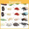 Detaillierte PVC-Miniatur-Insektenmodelle einschließlich Heuschrecke, Biene und Spinne für die Bildung