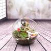 Oblique Clear Glass Ball Vase Transparent Plant Terrarium Succulents Plant Container  Home Decor
