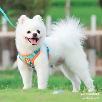 Köpek – Köpek Tasmaları ve Tasma Kayışları