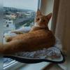 Fluffy for Puppy Small Medium Large Sleeping Pet House Kennel Dog Mat Cat Cushion Cat Bed Dog Bed