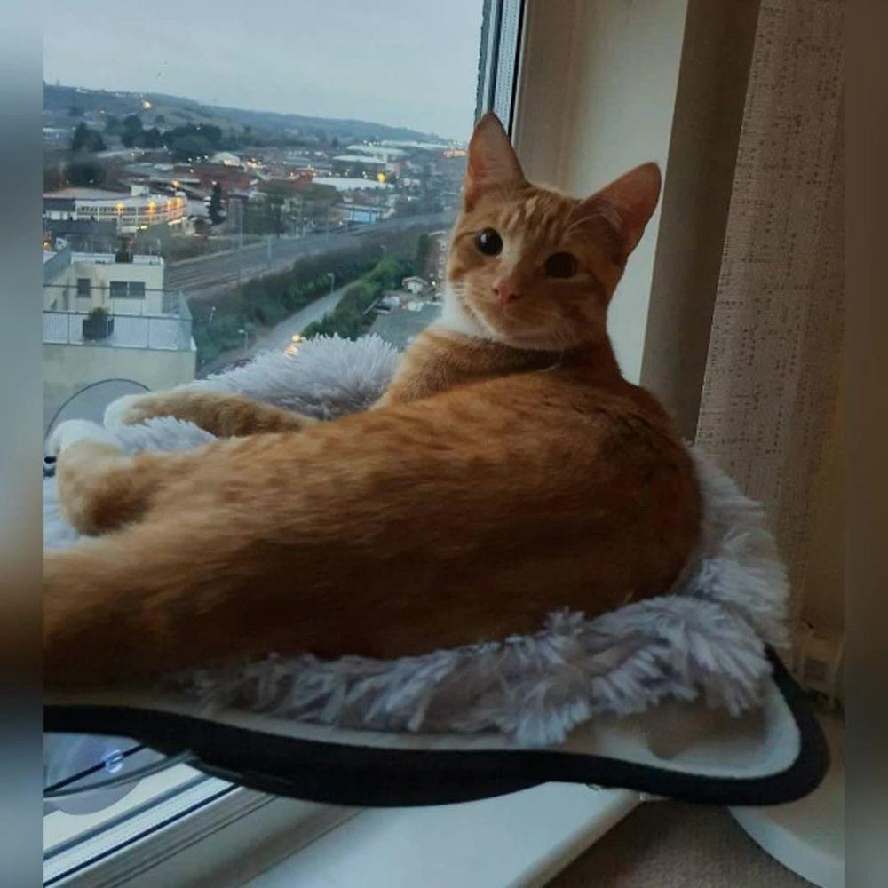 Fluffy for Puppy Small Medium Large Sleeping Pet House Kennel Dog Mat Cat Cushion Cat Bed Dog Bed