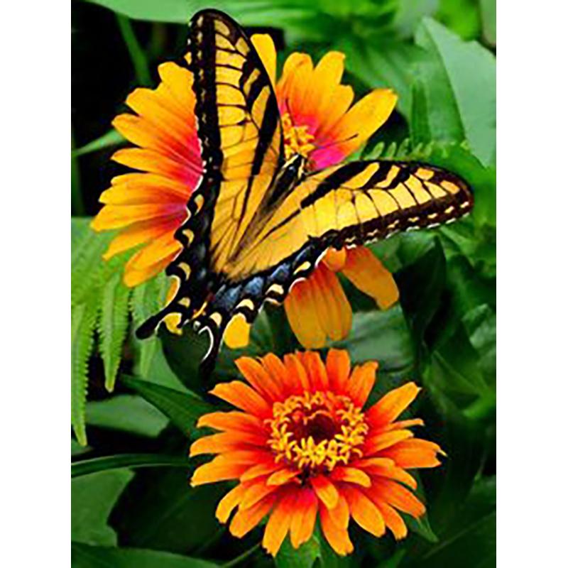 

Бабочка узор 5D DIY алмазная живопись наборы для вышивки крестом алмазная живопись кристалл мозаика вышивка живопись домашний декор подарок Full Round 20x30CM