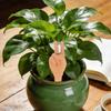 2pcs Cute Red Clay Self-Watering Spikes Ceramic Adjustable Gardening Irrigation System Outdoor Automatic Plants Waterer