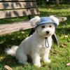 Exposed Ears Dog Fisherman Hat Breathable Pet Sun Hat Cute Dog Sunscreen Hat Outdoor