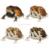 Genuine Ikimon Steamed Bun Frog Japanese Dart Capsule Toy Realistic Toad Figurine Animal Encyclopedia Desktop Collectible Gift