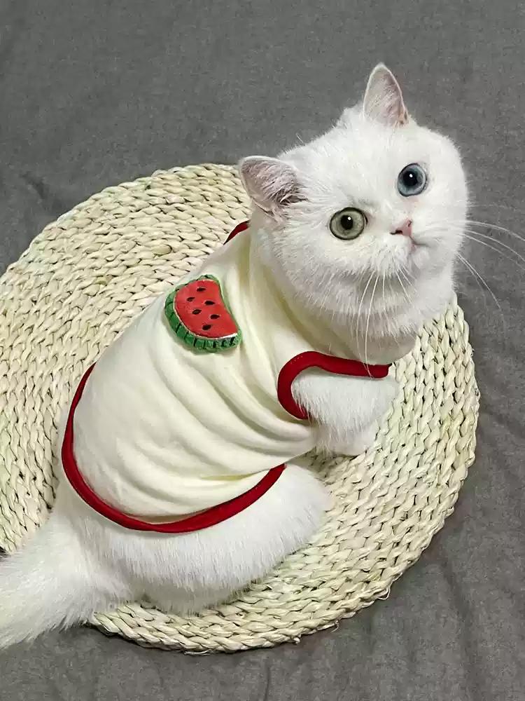 Pet Clothes Cat Vest for Persian Cat Siamese Kitten Spring Autumn Thin Teddy Bear Schnauri Dog Clothes Summer Small Dog Tank Top