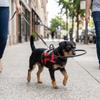Reflektierender Blindenhund-Sicherheitsstoßfänger Verstellbarer Atmungsaktiver Antikollisionsring Bequemer Sicherheits-Blindenhund-Aufprallring Tägliche Nutzung