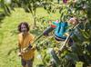 GARDENA Fruit Picker Product Up To 25 Years (Harvesting Bag) 03115-20 Warranty