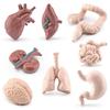 Modello Organi Corpo Umano Montessori Giocattolo Educativo in PVC per Bambini
