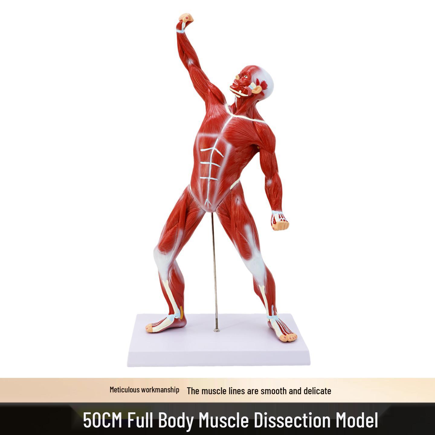 50cm Full Body Human Muscle Anatomy Model