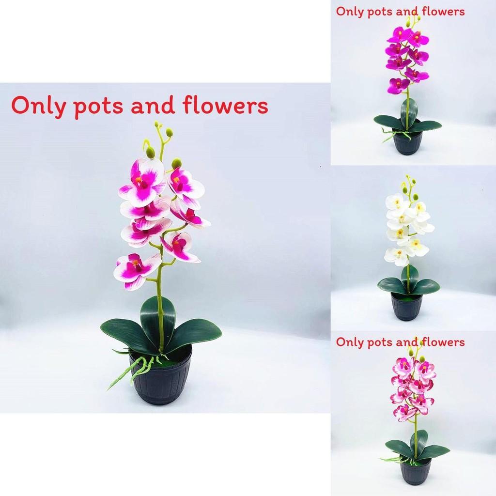 Phalaenopsis Aphrodite Rchb Decorative Fake Plant With Silk Flowers For Table Centerpieces And Gift