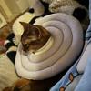 Waterproof Recovery Collar for Cats & Dogs: Anti-Licking Neck Cone, Enlarged & Deepened for Large Pets.