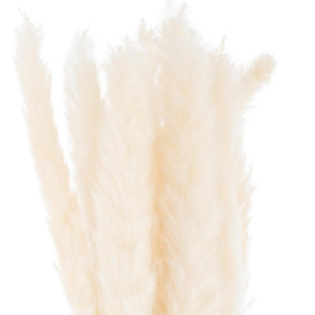 Hill Interiors Sušená rostlina Pampas Grass (Balení 15)