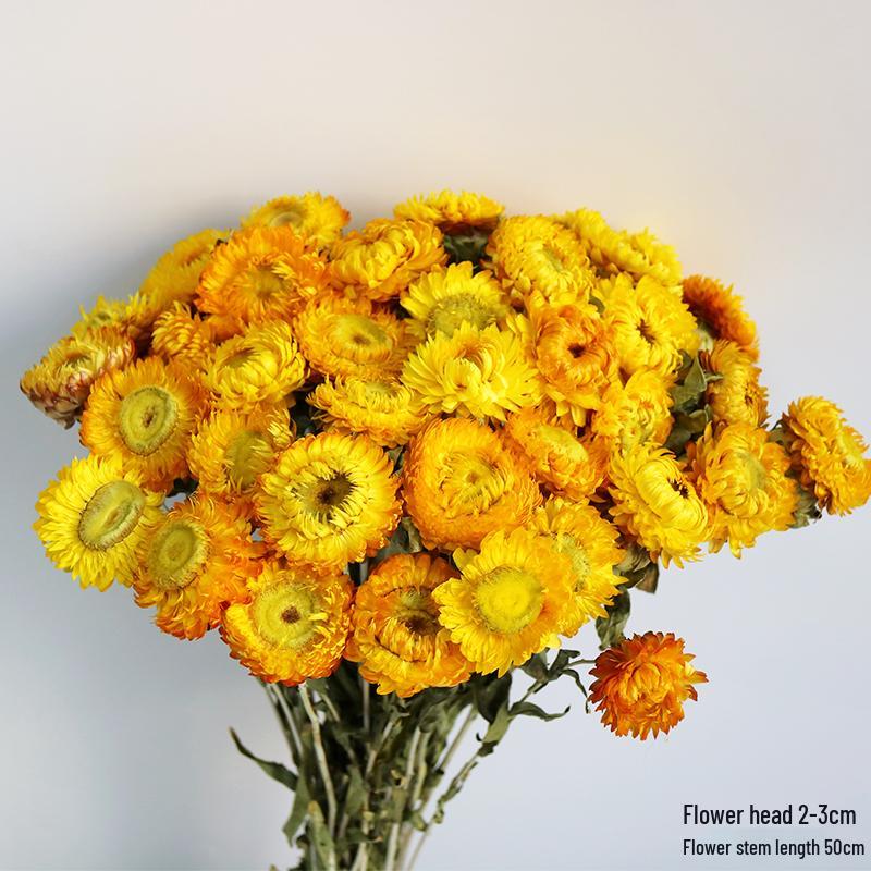 Daisy Dried Flower Bouquet for Living Room and Bedroom Décor - Natural Yunnan Flowers for Display or Photo Props