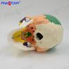 Detachable 1:1 Colored Human Skull Model for Dentistry and Art