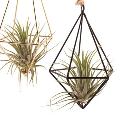 Förökningsstationer Glas Terrarium Växt Geometrisk Form Växt Järnställ Luft Växthållare Hemkontor Dekor