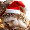 2D Acrylic Forest Animal Acorn Ornament Woodland Creature Christmas Ornaments Animals Hanging Decor For Home Party Decoration