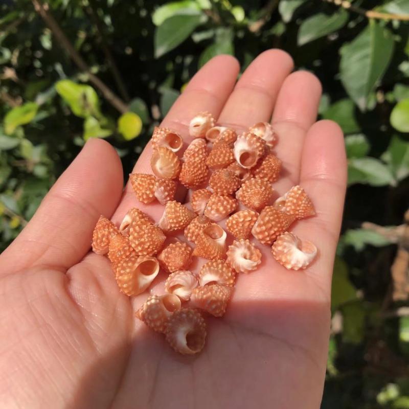 Eremitkräfta Ersättning & Snäcka Naturliga Snäckskal för Akvariumdekor