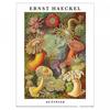 Ernst Haeckel Actiniae Tryck