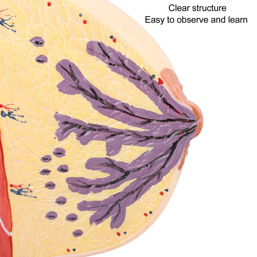 Human Female Anatomical Chest Model PVC Quiescent Chest Anatomy Model for Display Medicine Teaching