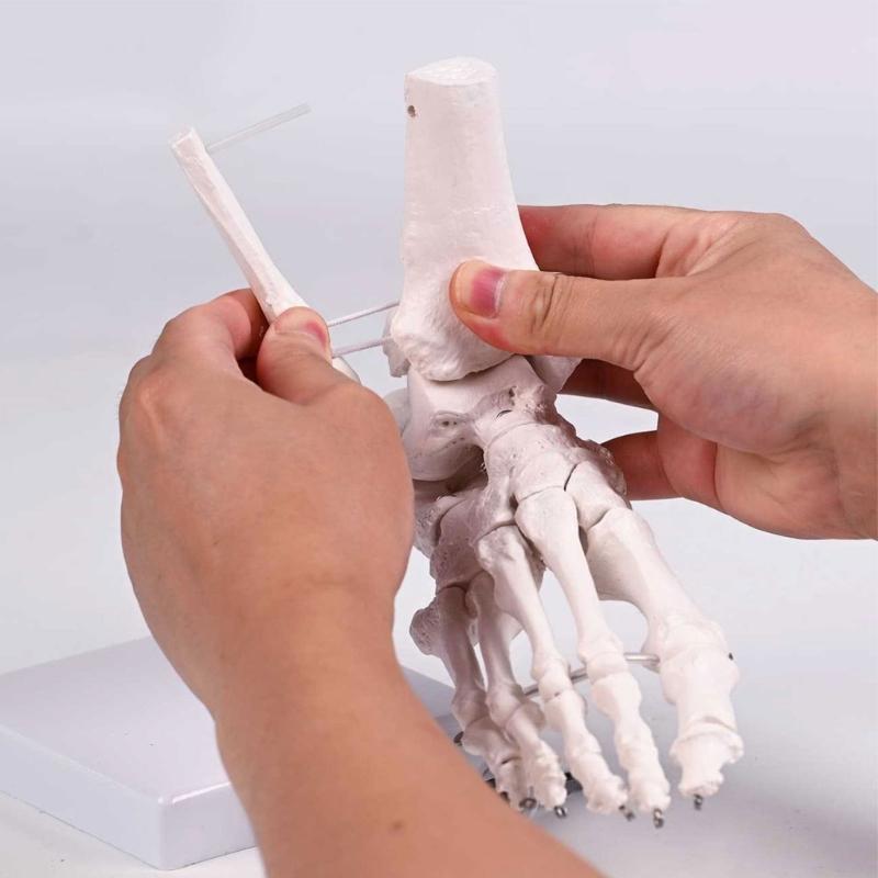 PVC Human Foot Skeleton Model For Anatomy Teaching Learning With Accurate Bone Structure Representation In Classrooms