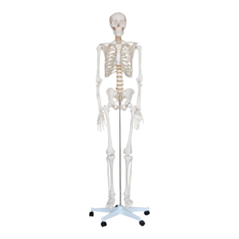 170cm Human Skeleton Model for Emergency Training