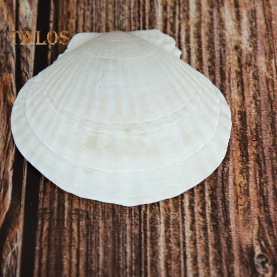 10 ks Přírodních mušlí hřebenatek DIY řemesla Dekorace na tématickou párty Jasně bílé mušle Šperky Vánoční dekorace