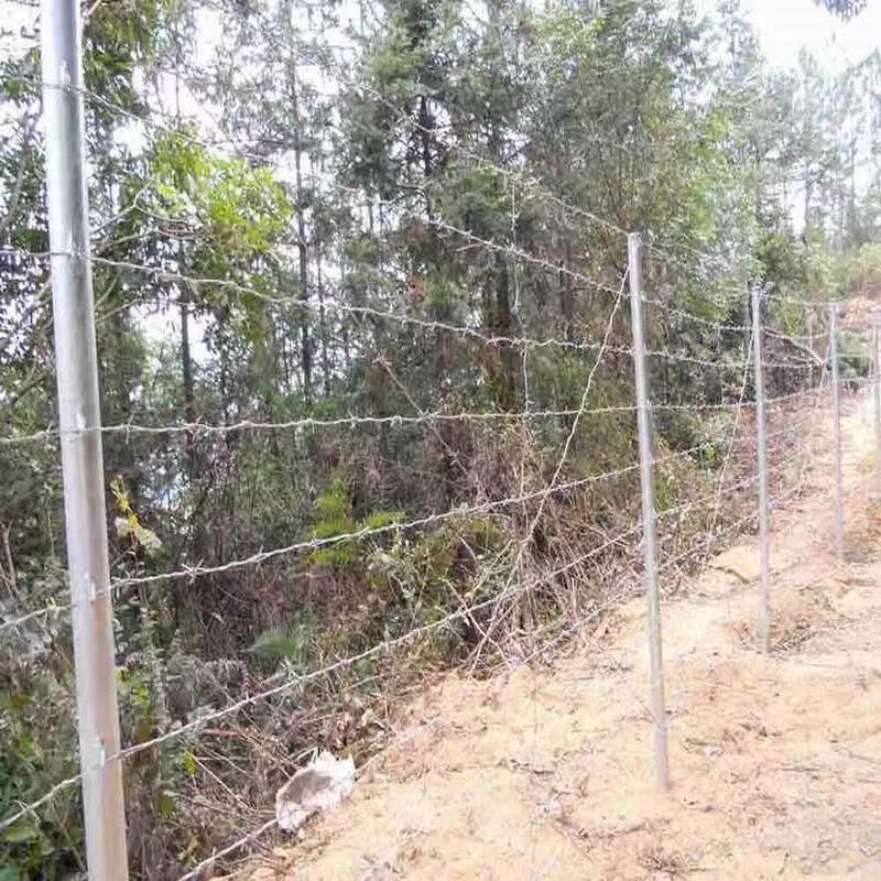 Double-Strand Plastic-Coated Galvanized Barbed Wire