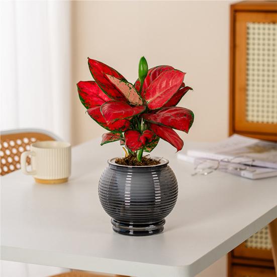 Selbstbewässernder Topf für Zimmerpflanzen Kleiner Kunststoff-Blumenpflanztopf mit Dochtseil und Reservoir für Usambaraveilchen, Grünlilie, Orchidee