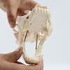 W89C Hundekopf Skelettmodell Realistisches Anatomisches Hundekopf Knochenmodell