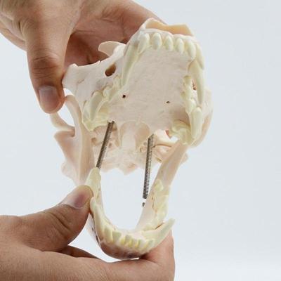 W89C Dog Head Skeleton Model Realistic Anatomical Dog Head Bone Model