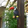 Natural Rustic Toucan Bird Figurine Tree Hugger Decor Hanging Resin Ornament Sculpture Garden Statue Animal Yard Wall Decoration