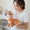 Stuffed Animal Animal Puppy Dolls Rottweiler Shiba Inu Plush Dolls  Children Girlfriends