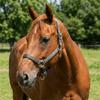 Nylon Horse Halter Adjustable Horse Training Rope Professional Equestrian Bridle  Outdoor Riding