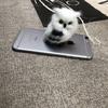Harry Potter Owl Christmas Craft Toy: Static Fur Animal Model