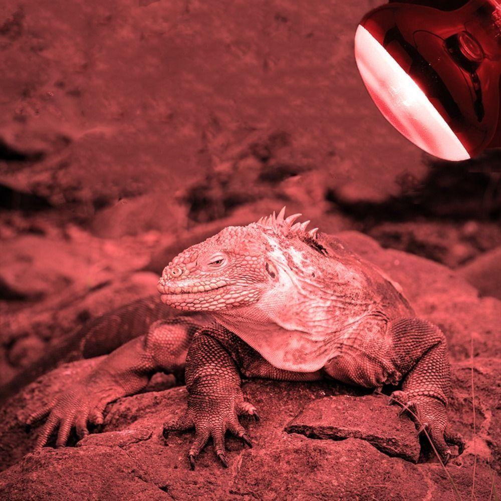 UVA Led Pet Heating Lamp Adjustable Infrared UVA Day Night Bulb 4 Kinds 25W/50W/75W/100W Reptile Heat Bulb Reptile Habitat