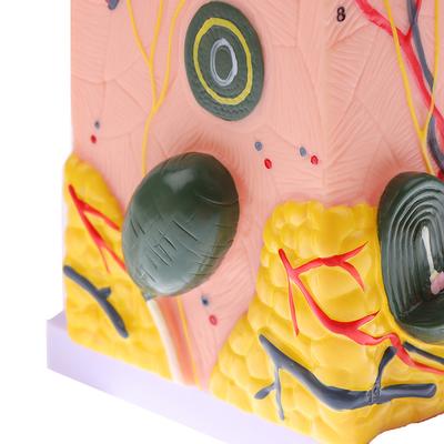35/50-fache Hautmodell Menschliche Anatomische Haut Haarstruktur Vergrößertes Modell Anatomie
