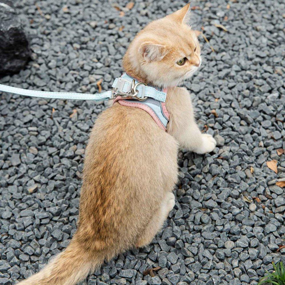 small cat leash