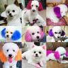 Cães – Produtos para cuidar do pelo de cães