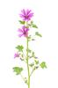 30 Seeds of Tall Mallow (Common Mallow)