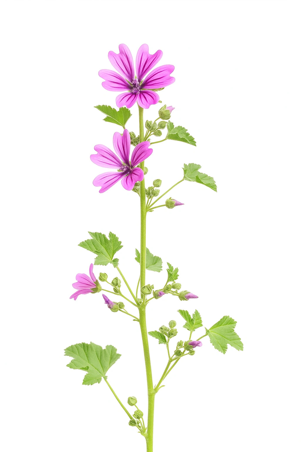 

30 Насінин Великої Мальви (Мальва лісова)