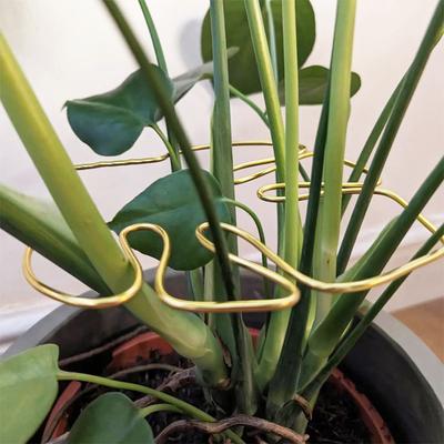 Plant Stem Support Metal Monstera Clamp Plant Support Plant Stem Holder Monstera