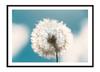 Picture Poster In a Frame 33x43 Cm Boho P2251