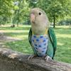 Adjustable Bird Flight Suits Breathable Escape Proof Parrot Outdoor Leashes Feces Pocket Bird Traction Rope Birds Supplies